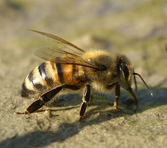 Bitė (Apis mellifera)