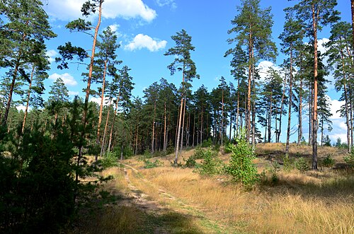 Žemyninė kopa