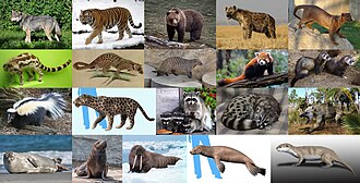 Įvairūs plėšrieji žinduoliai