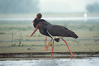 Juodasis gandras (Ciconia nigra)