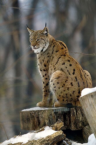 Lūšis (Lynx lynx balcanicus)