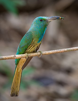 Melsvabarzdis naktinis bitininkas (Nyctyornis athertoni)