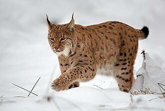 Lūšis (Lynx lynx)