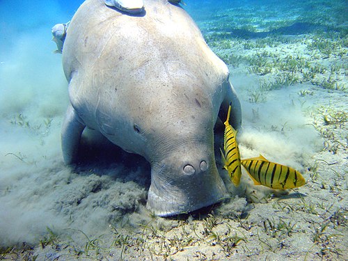 Andamanų jūra