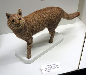 Afroazinė katė (Felis lybica)
