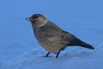 Eurazinė kuosa (Corvus monedula)