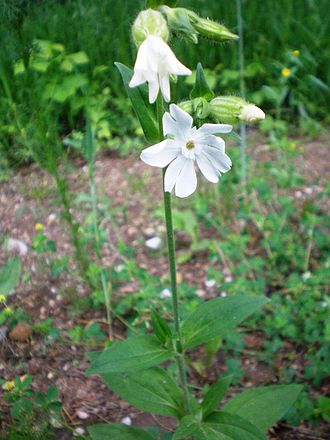 Baltasis šakinys (Silene latifolia)
