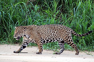 Jaguaras (Panthera onca palustris)