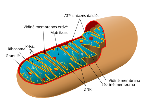 Mitochondrija
