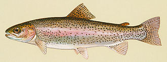Vaivorykštinis upėtakis (Oncorhynchus mykiss)