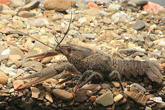 Siauražnyplis vėžys (Astacus leptodactylus)