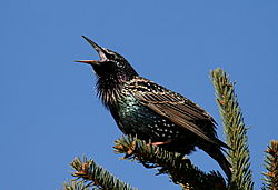 Paprastasis varnėnas (Sturnus vulgaris)