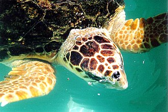 Logerhedas (Caretta caretta)