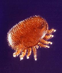 Varoatozės erkė (Varroa destructor)