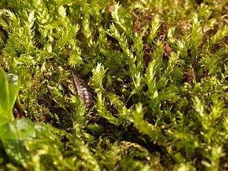 Žalioji trumpė (Brachythecium rutabulum)