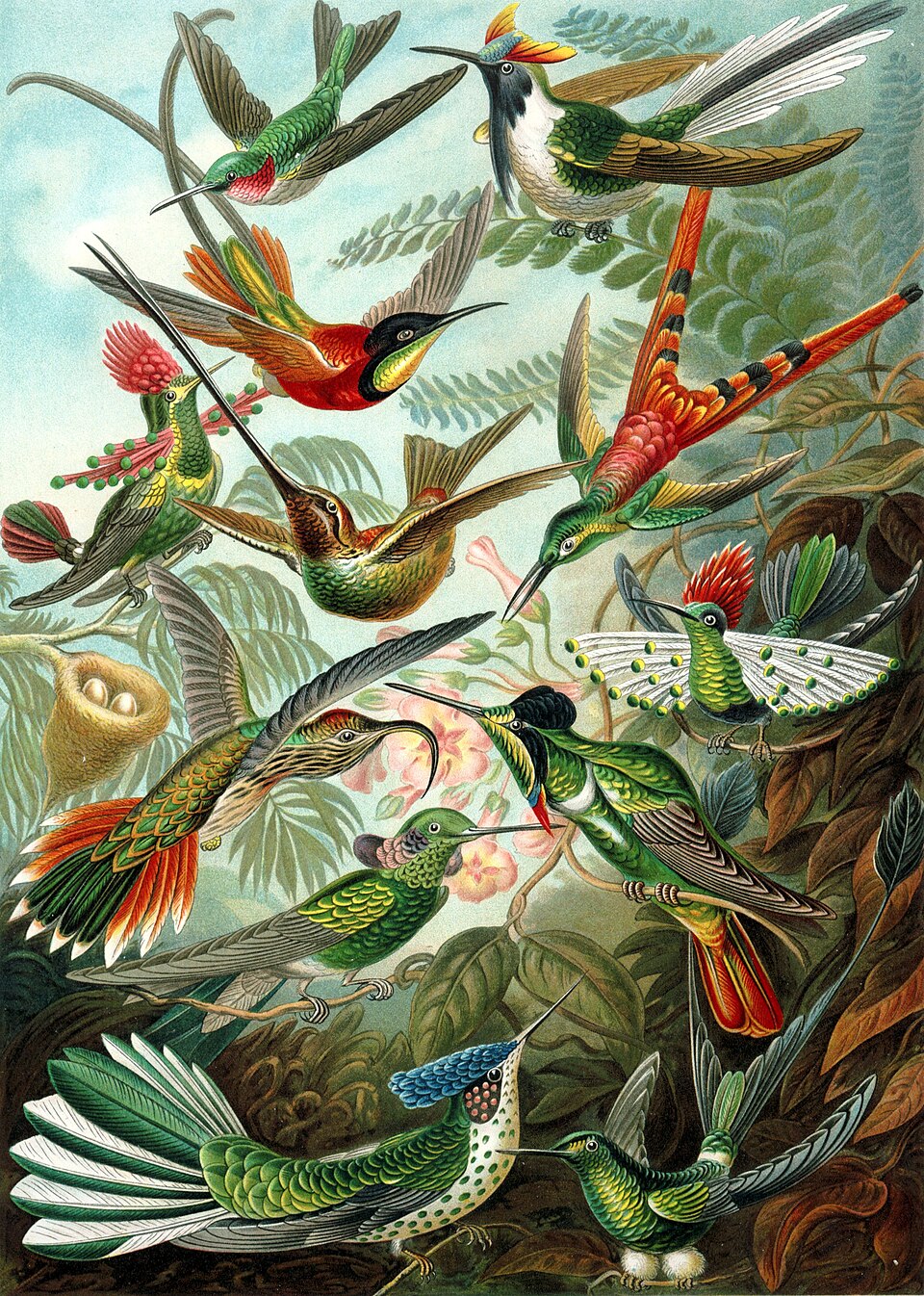 Kolibriniai paukščiai