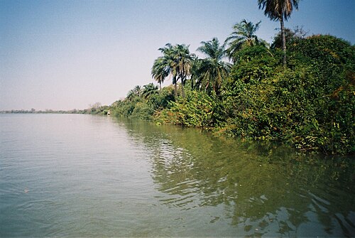 Galeriniai miškai