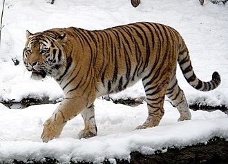 Amūrinis tigras (Panthera tigris altaica)