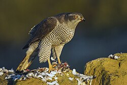 Vištvanagis (Accipiter gentilis)