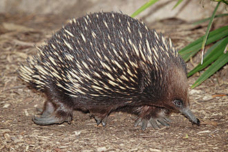 Trumpasnapė echidna (Tachyglossus aculeatus)